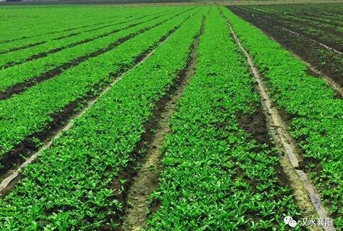 1528939439924072.jpg QQ截圖20180614091711.jpg